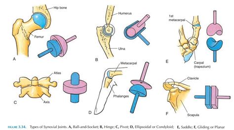 Pin on anotomy