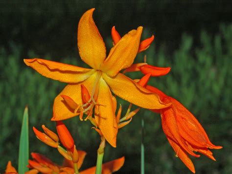 Crocosmia aurea - Wikipedia