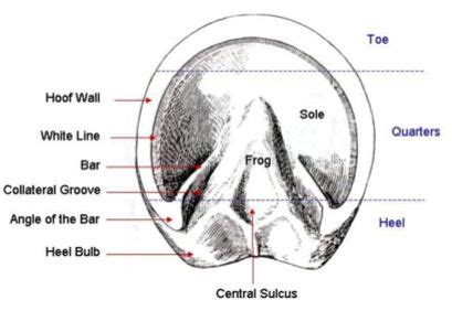 Important hoof lesson – The Incredible Horse Life