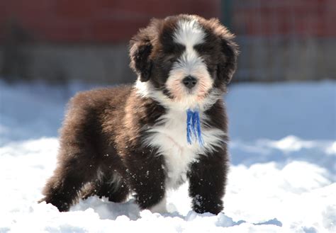 Épinglé sur bearded collies & friends