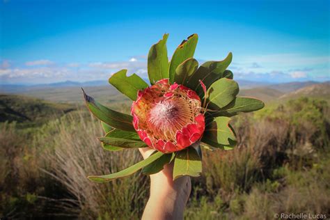 Exploring The Exotic Plants Of South Africa - The Travel Bite