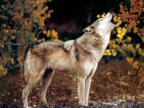 Wolf howling - Wolves Photo (37003542) - Fanpop