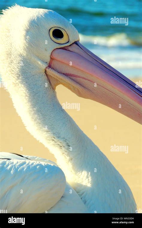 Close-up Of Swan At Beach Stock Photo - Alamy