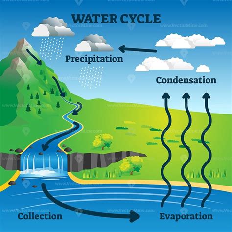 Water cycle vector illustration | Water cycle, Water cycle diagram ...