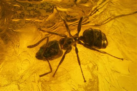 Fossil Ant (Formicidae) In Baltic Amber (#166222) For Sale - FossilEra.com