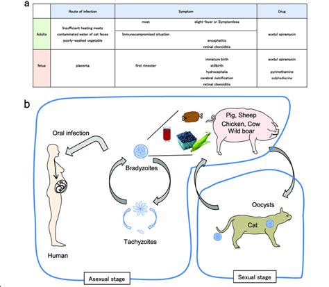 Toxoplasmosis and the life cycle of T. gondii. a Symptoms following T ...