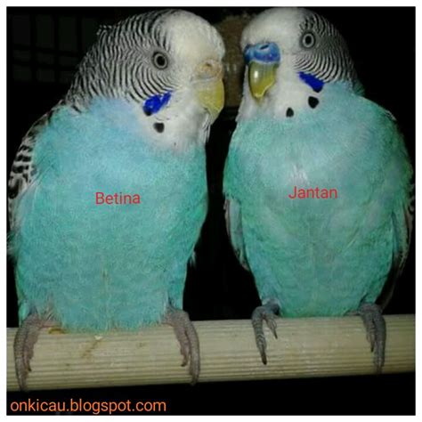 Ciri-ciri perbedaan burung Parkit jantan dan betina paling akurat - Alamat lengkap