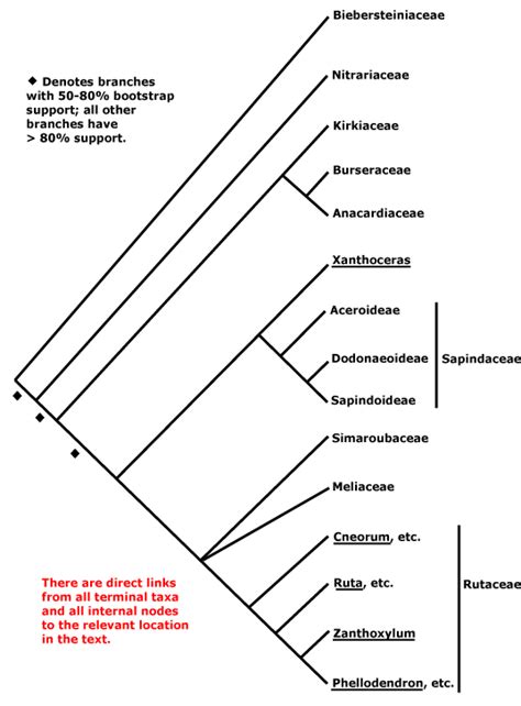 Sapindales - Alchetron, The Free Social Encyclopedia