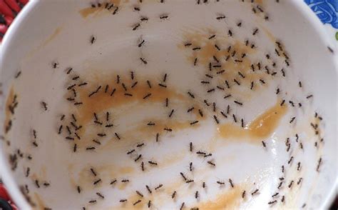 Seven Quick & Effective Ant-Prevention Tips For Bradenton Property Owners