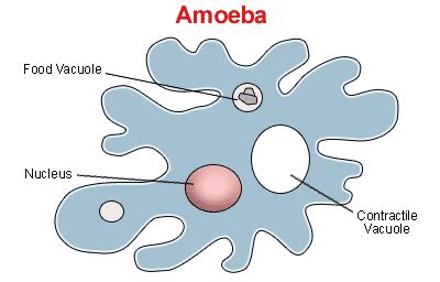 Is Amoeba Unicellular or Multicellular