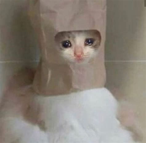 97+ Sad Cat In Blanket Meme