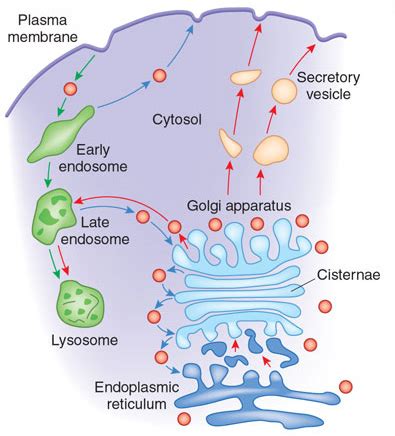 Transport From Golgi apparatus to Lysosomes - Biology Ease