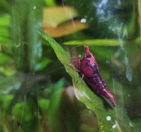 20 Common and Rare Neocaridina Shrimp Colors - The Aquarium Keeper