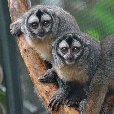 Azara's night monkeys | Primates, Rainforest creatures, Diurnal animals