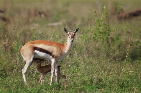 Wildlife Photography in Serengeti National Park - Part 2 - Anne McKinnell Photography