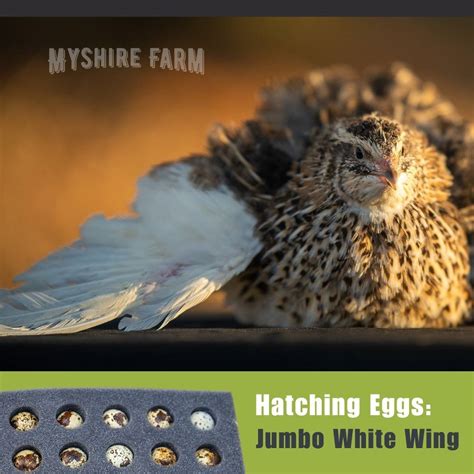 myshire-farm-coturnix-quail-hatching-eggs-jumbo-white-wing-8854sf – Myshire Farm