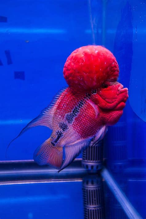 Flowerhorn Cichlid fish stock photo. Image of ornate - 39560168