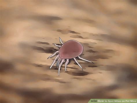 How to Spot Mites on Pet Mice: 8 Steps (with Pictures) - wikiHow