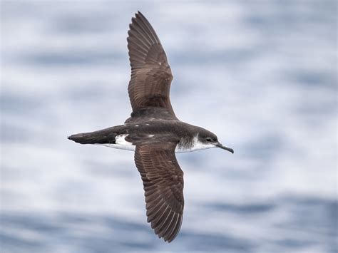 Almindelig skråpe - eBird