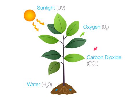 Photosynthesis Process Animation