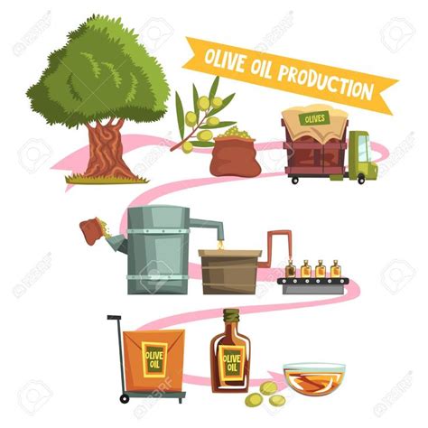 Proceso de producción de aceite de oliva desde el cultivo hasta la ilustración del producto ...