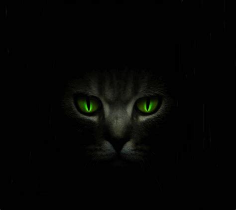 Cat with Green Eyes Wallpapers - Top Free Cat with Green Eyes Backgrounds - WallpaperAccess