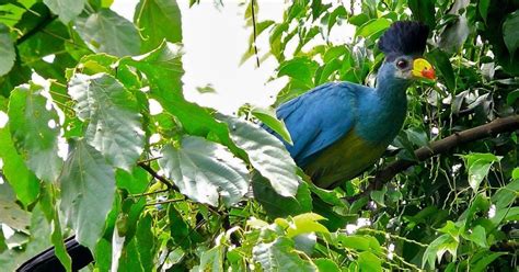 The Great Blue Turaco | Critter Science