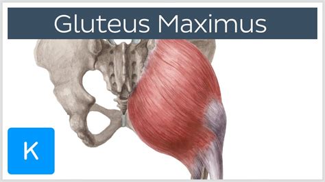 Glute Max: How To Load | Train Rugged