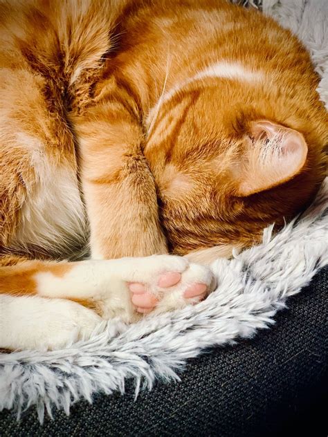 15 Common Cat Sleeping Positions and What They Mean