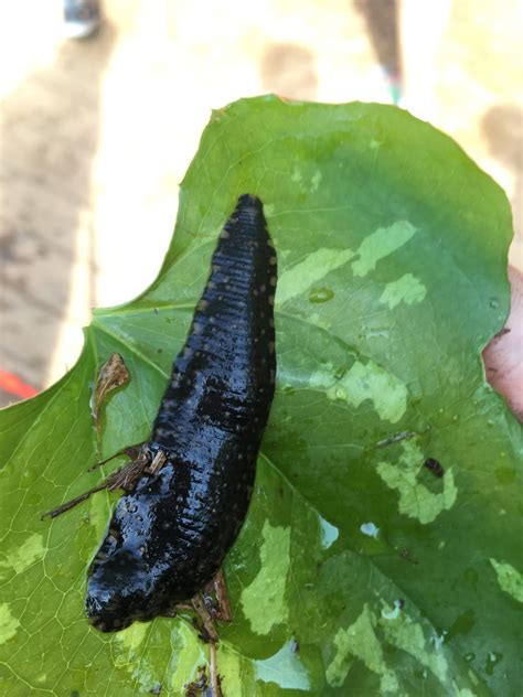 Leeches from Oconee National Forest, Eatonton, GA, US on May 7, 2019 at 10:23 AM by Wes Hatch ...