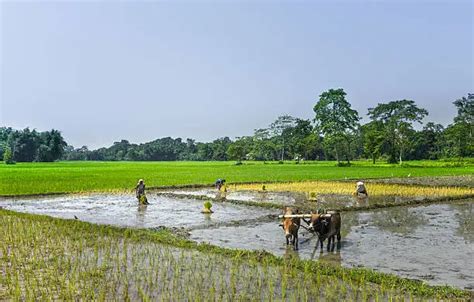 ASSAM AGRICULTURE SCHEMES 2022 | Guwahati Live