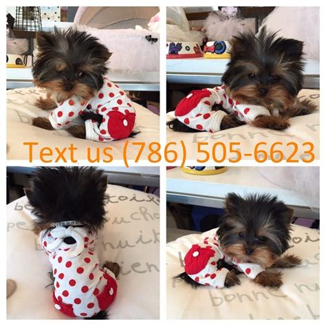 Yorkshire Terrier Puppies For Sale | Texas 121, TX #291505