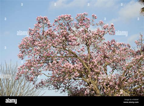 Pink magnolia tree Stock Photo - Alamy