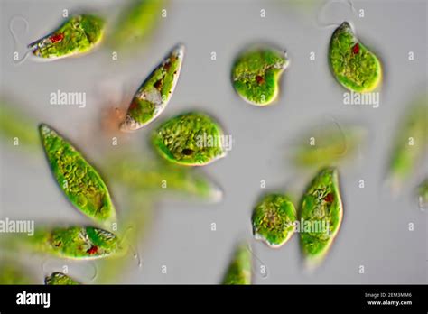 euglenoid flagellate (Euglena gracilis), Differential interference contrast microscope image ...