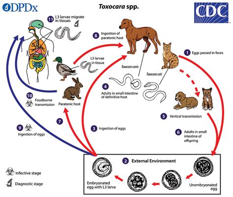 Roundworm Infections in Dogs | Today's Veterinary Nurse