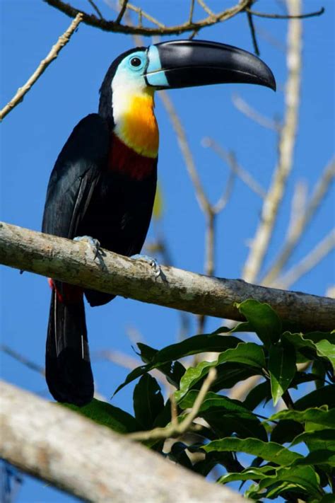 The Role Wildlife Play In Forests of Trinidad and Tobago - Cari-Bois Environmental News Network