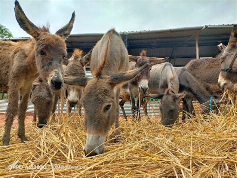 Indian donkey farm in Warangal - Manufacturer of Donkey Milk