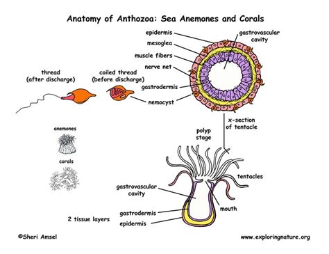 Class - Anthozoa (Sea Anemones, Corals)