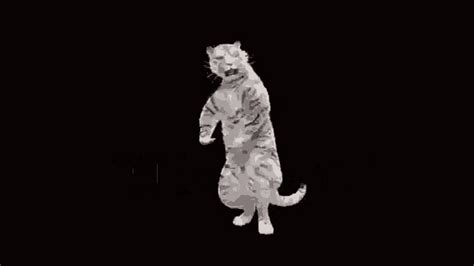 Dancing Tiger GIF - Dancing Tiger - Discover & Share GIFs