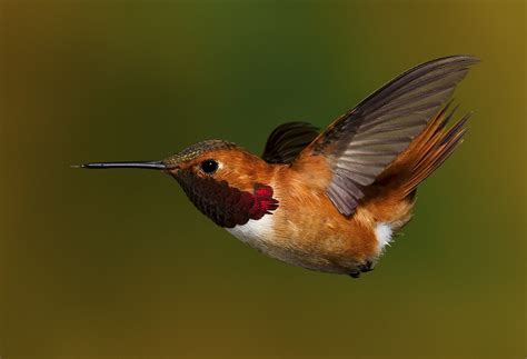 Rufous Hummingbird Migration Range, Diet, Facts, Pictures