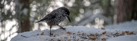 7 Winter Bird Feeding Tips — Birdertown