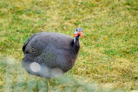 Galliformes | Avianbird