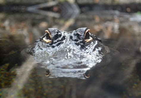 Virginia Fishes: Video of the Week! Underwater Cypress Swamp Tour