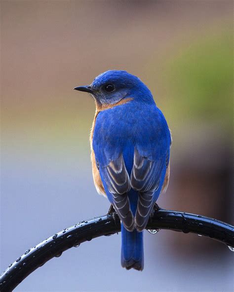 Bird Bluebird Perching - Free photo on Pixabay