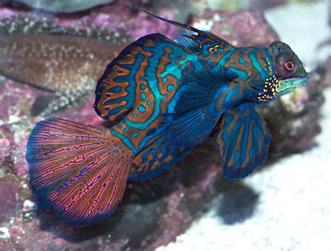 Mandarin Fish - MY PETS