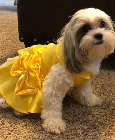 Belle Dog Costume Dog Beauty and the Beast Halloween Costume - Etsy ...