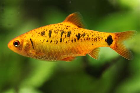 File:Aquarium fish.jpg - Wikipedia