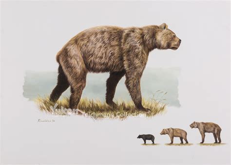 Giant Short Faced Bear - Bering Land Bridge National Preserve (U.S ...