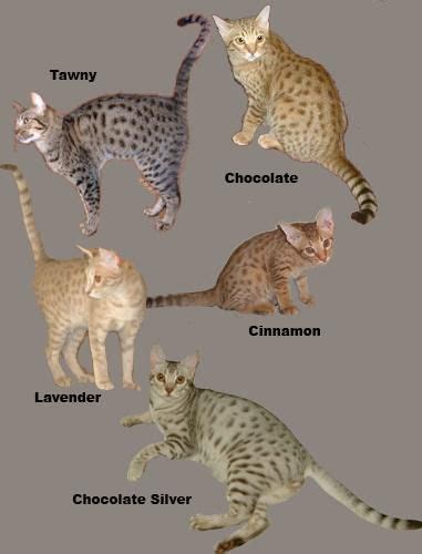 The Ocicat comes in 12 colors ; Tawny, Chocolate and Cinnamon, their dilutes; Blue, Lavender and ...