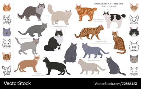 Domestic cat breeds and hybrids collection Vector Image